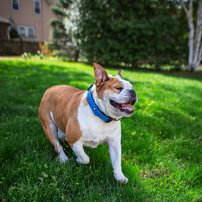 Mabel, Dane Street’s bulldog, on the grass